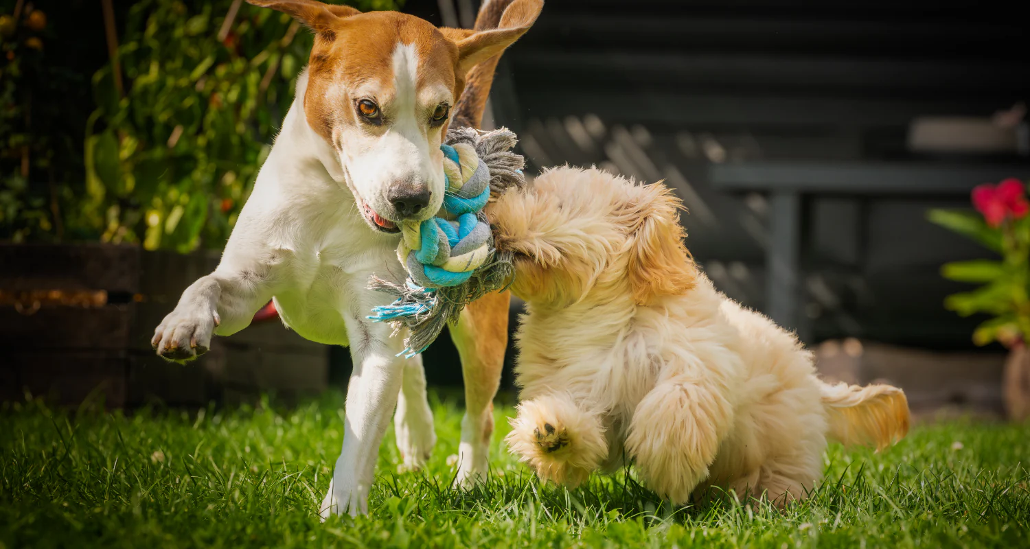 Caring Dog